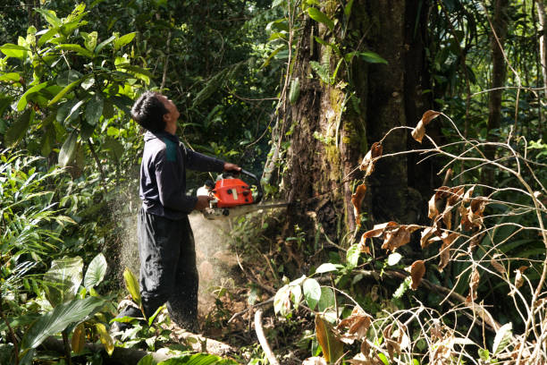 Best Dead Tree Removal  in Hollymead, VA